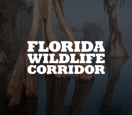 florida wildlife cooridor